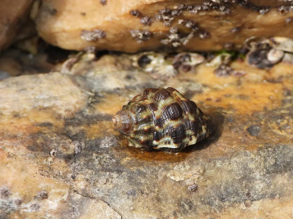 辣螺现代生物参考照片