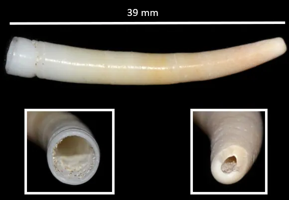 簪螺现代生物参考照片