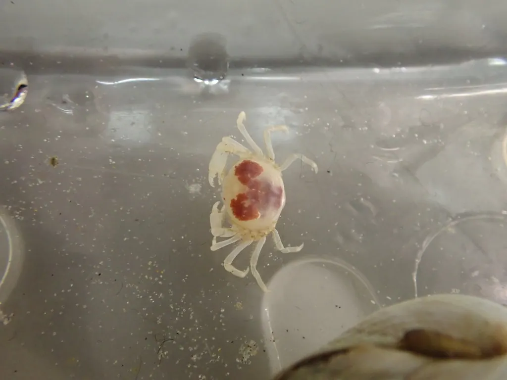 蛎虱现代生物参考照片