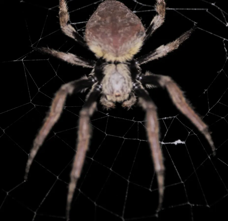 席蟹现代生物参考照片