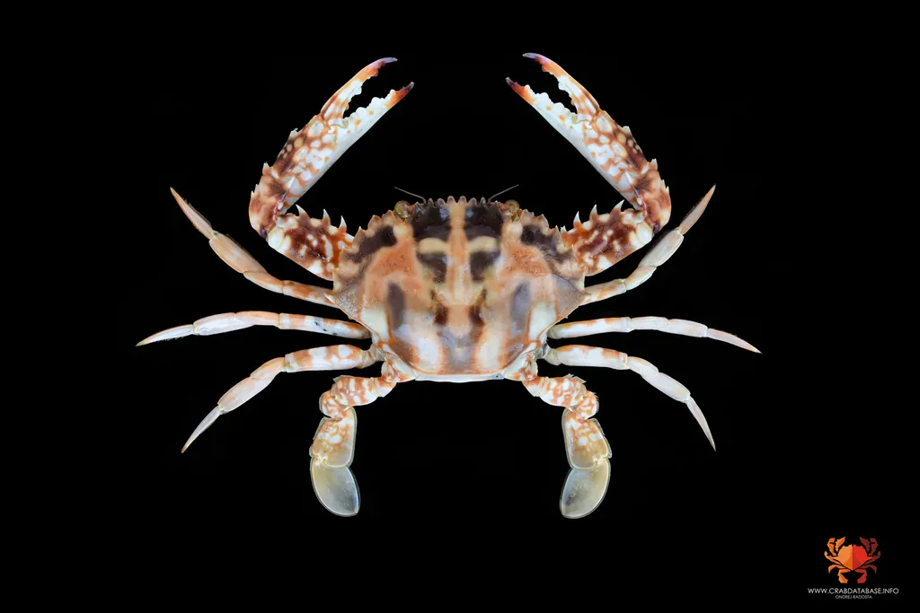 篆背蟹现代生物参考照片