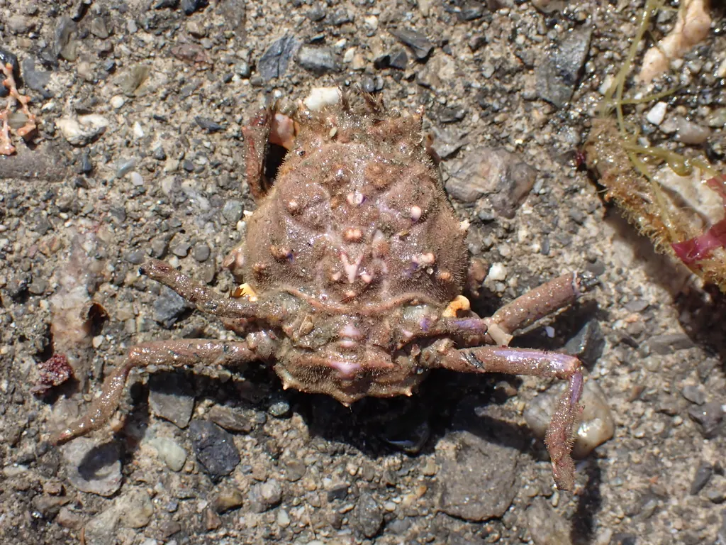 关公蟹现代生物参考照片