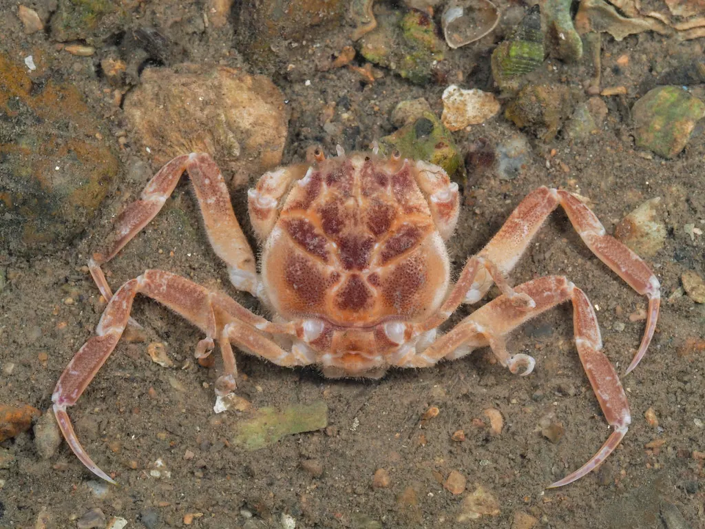 鬼面蟹现代生物参考照片