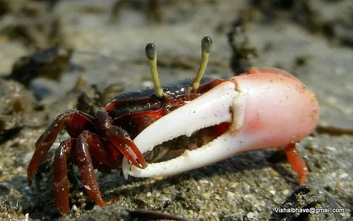 六九蟹现代生物参考照片
