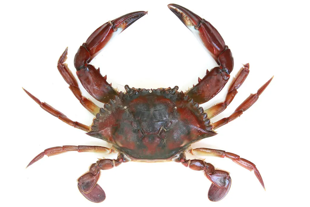 拨棹现代生物参考照片