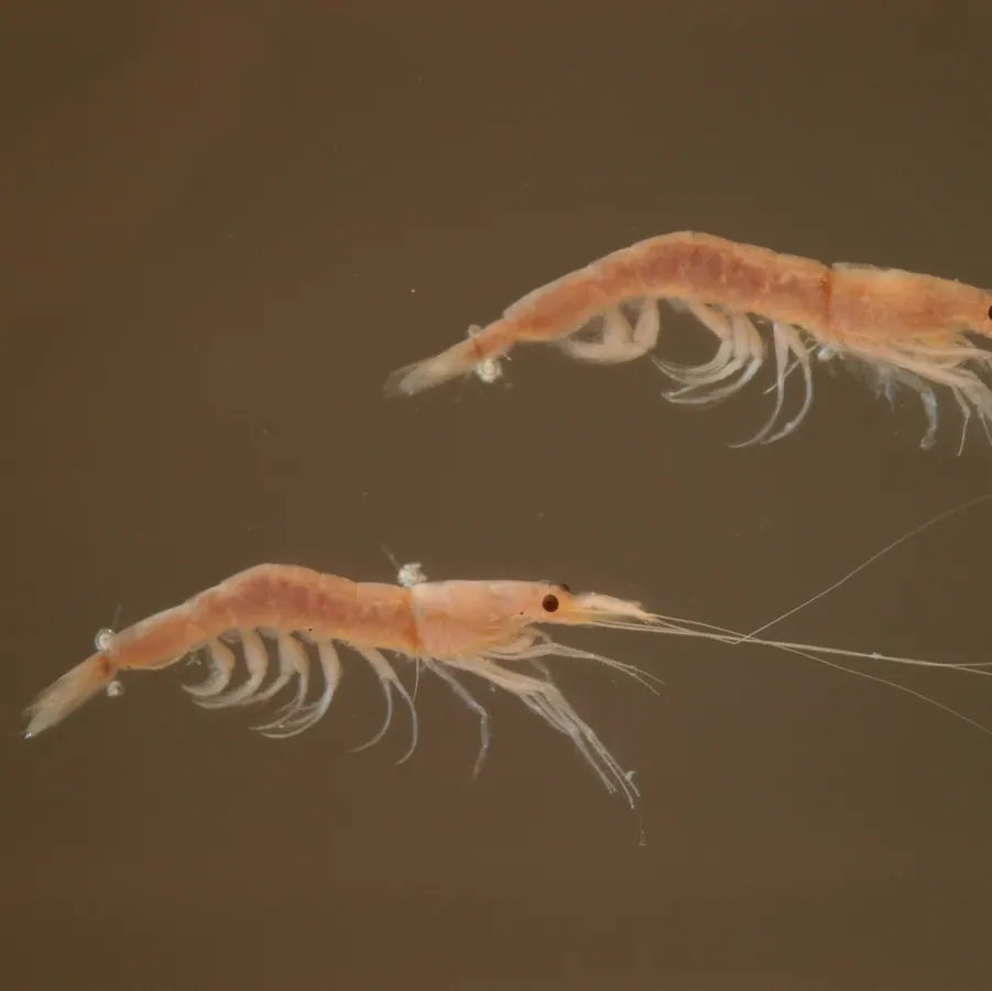虾兵管现代生物参考照片