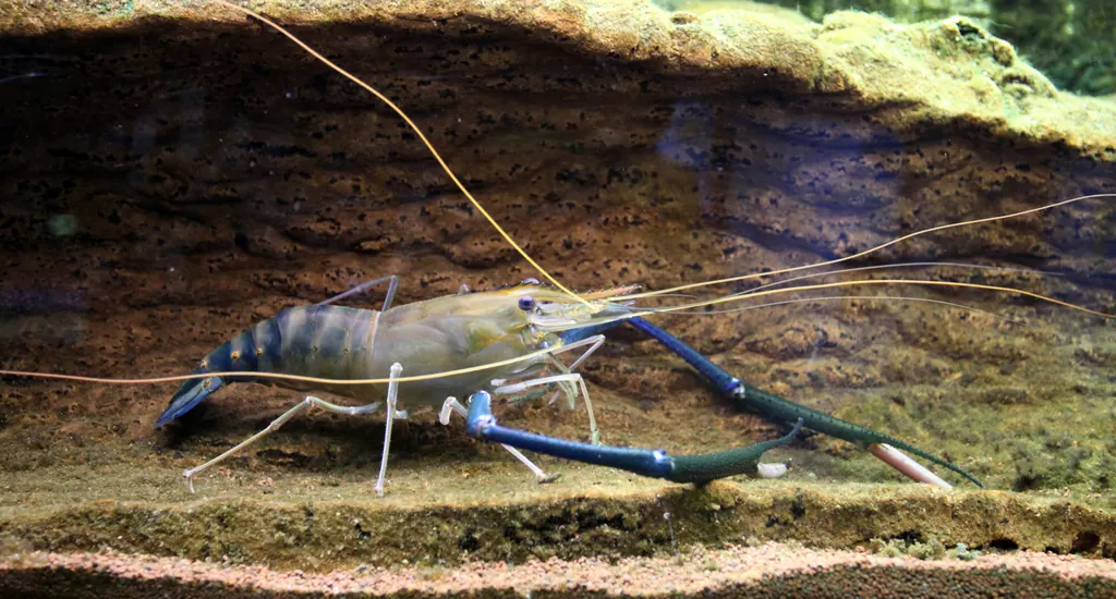 深洋绿虾现代生物参考照片