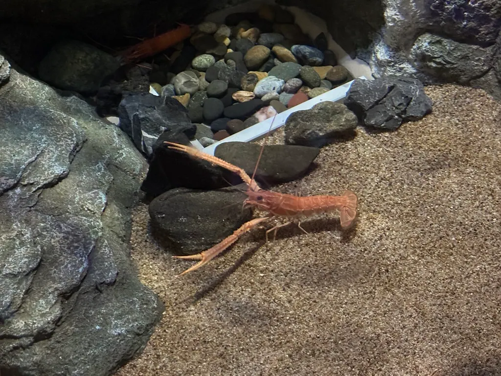 大蚶虾现代生物参考照片