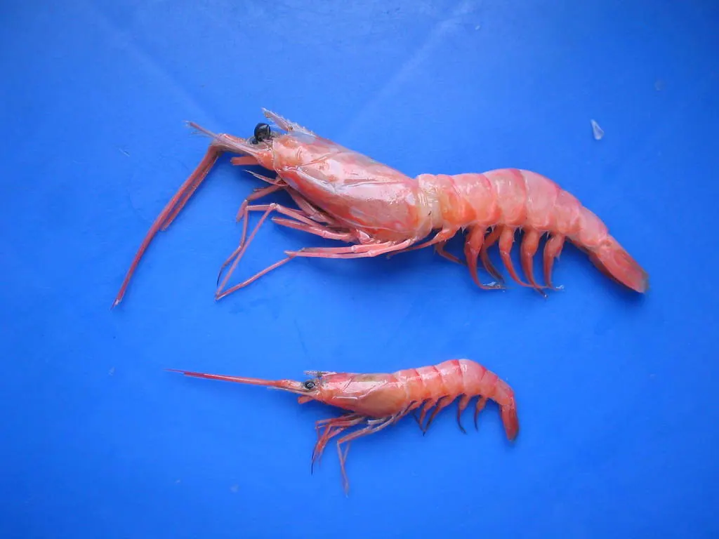 黄虾现代生物参考照片