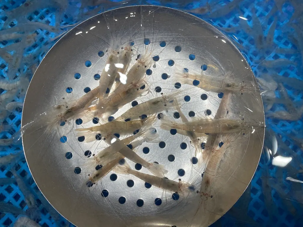 白虾现代生物参考照片