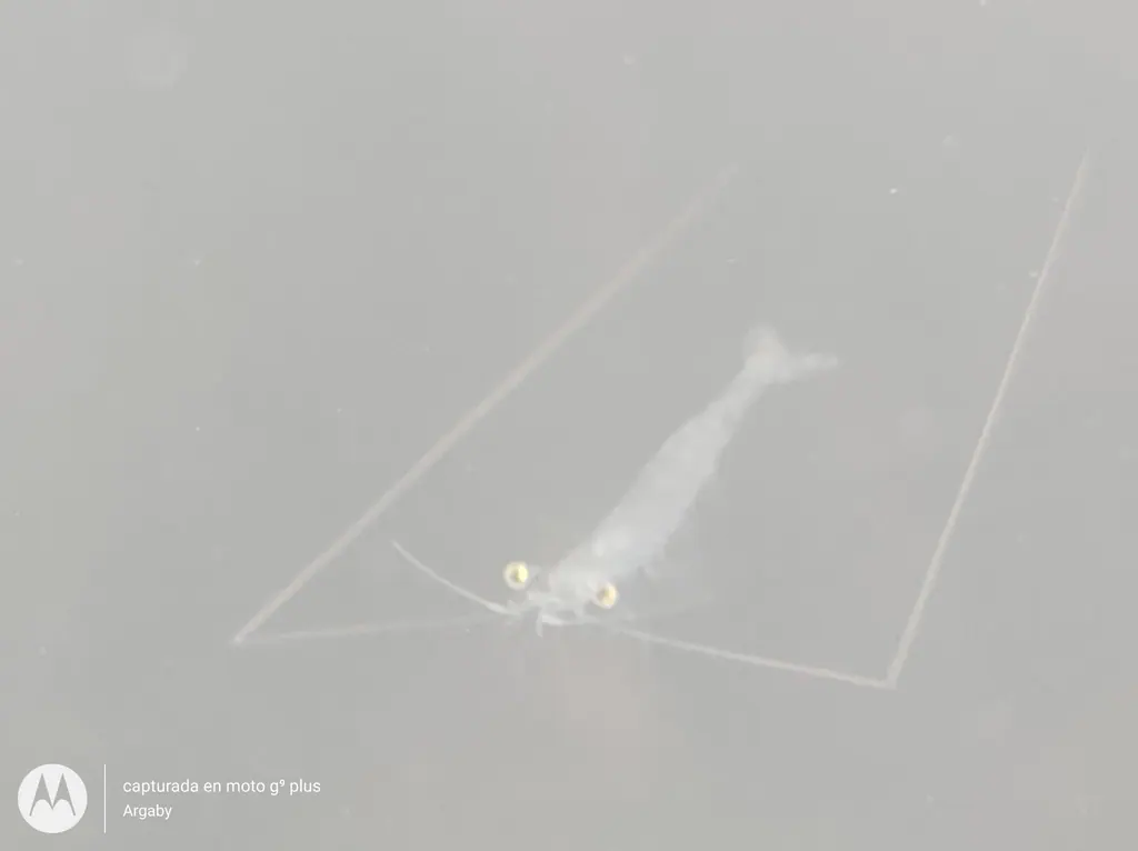 红虾现代生物参考照片