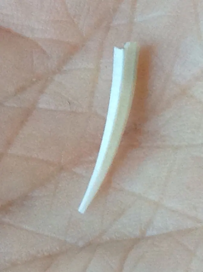 羊角螺现代生物参考照片