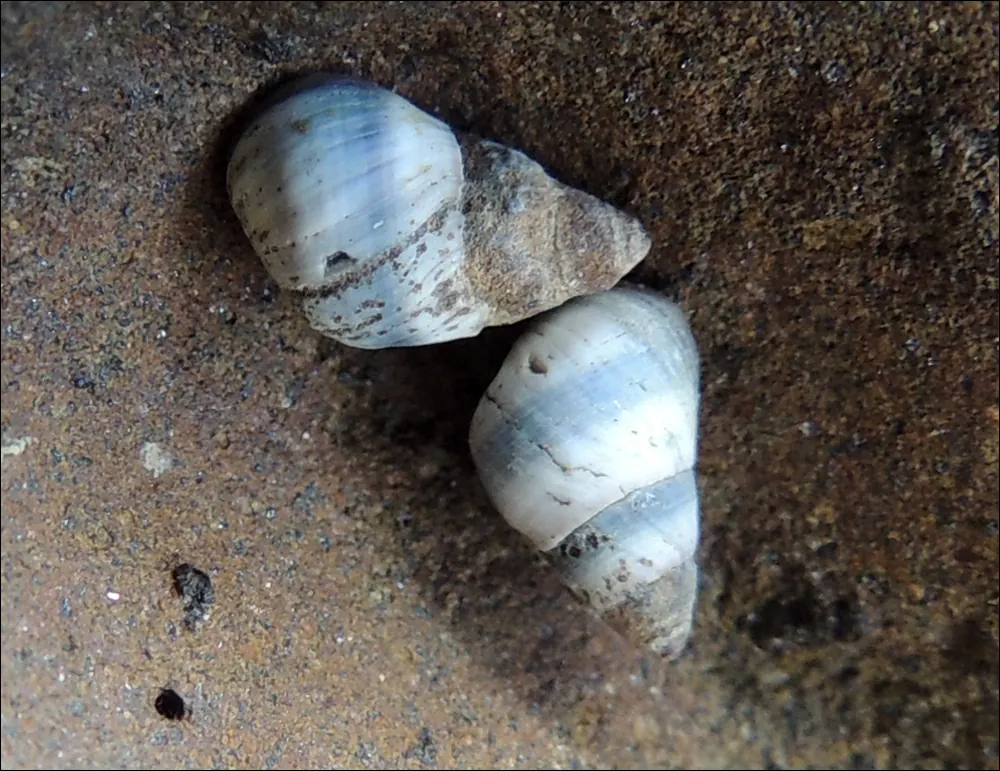 铜槵螺现代生物参考照片