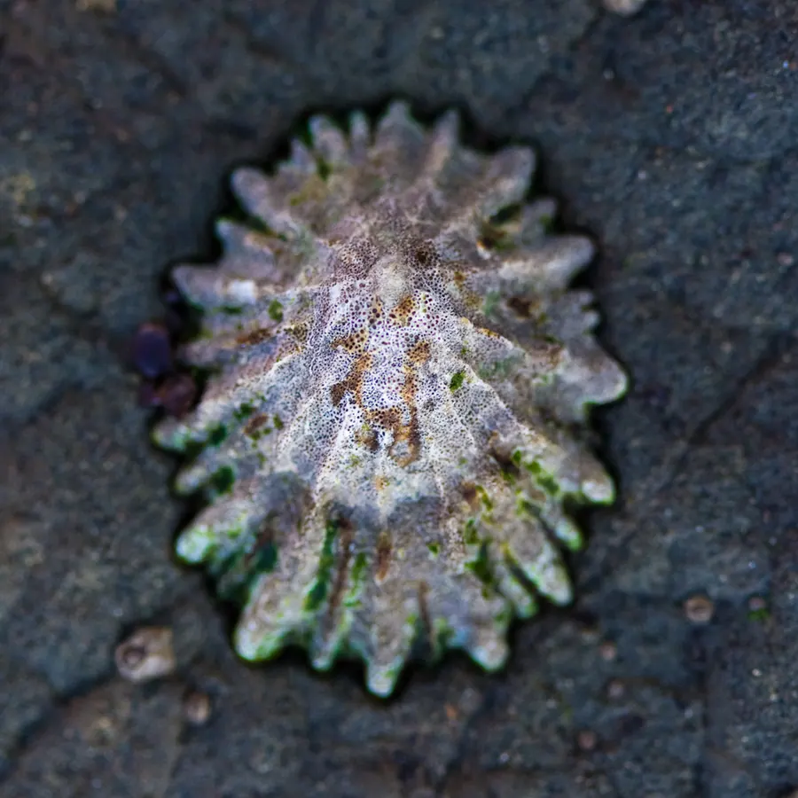 砚台螺现代生物参考照片