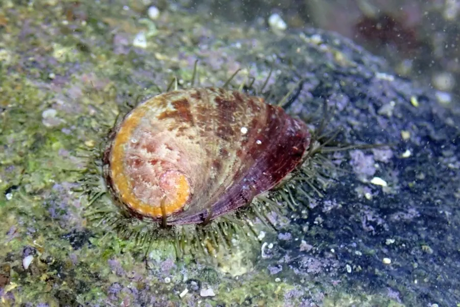 九孔螺现代生物参考照片