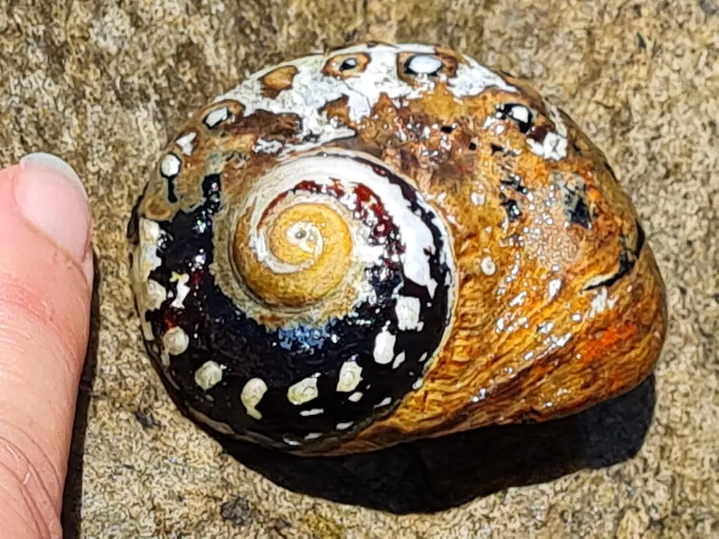 铁蛳现代生物参考照片