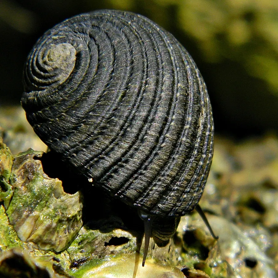 白蛳现代生物参考照片