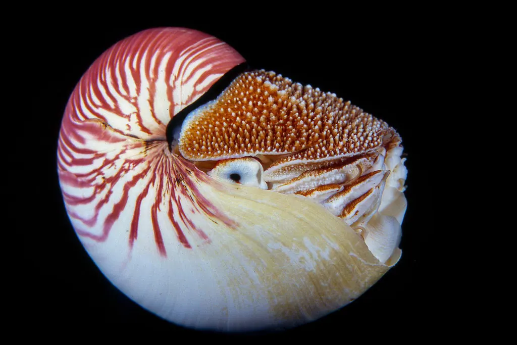 鹦鹉螺现代生物参考照片