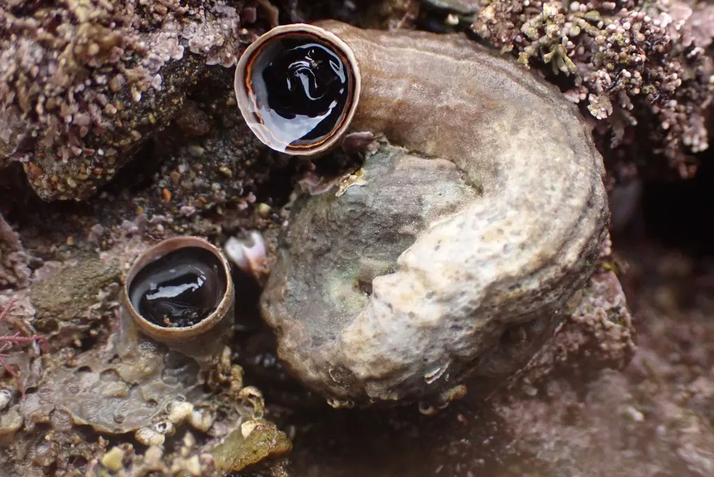 手卷螺现代生物参考照片