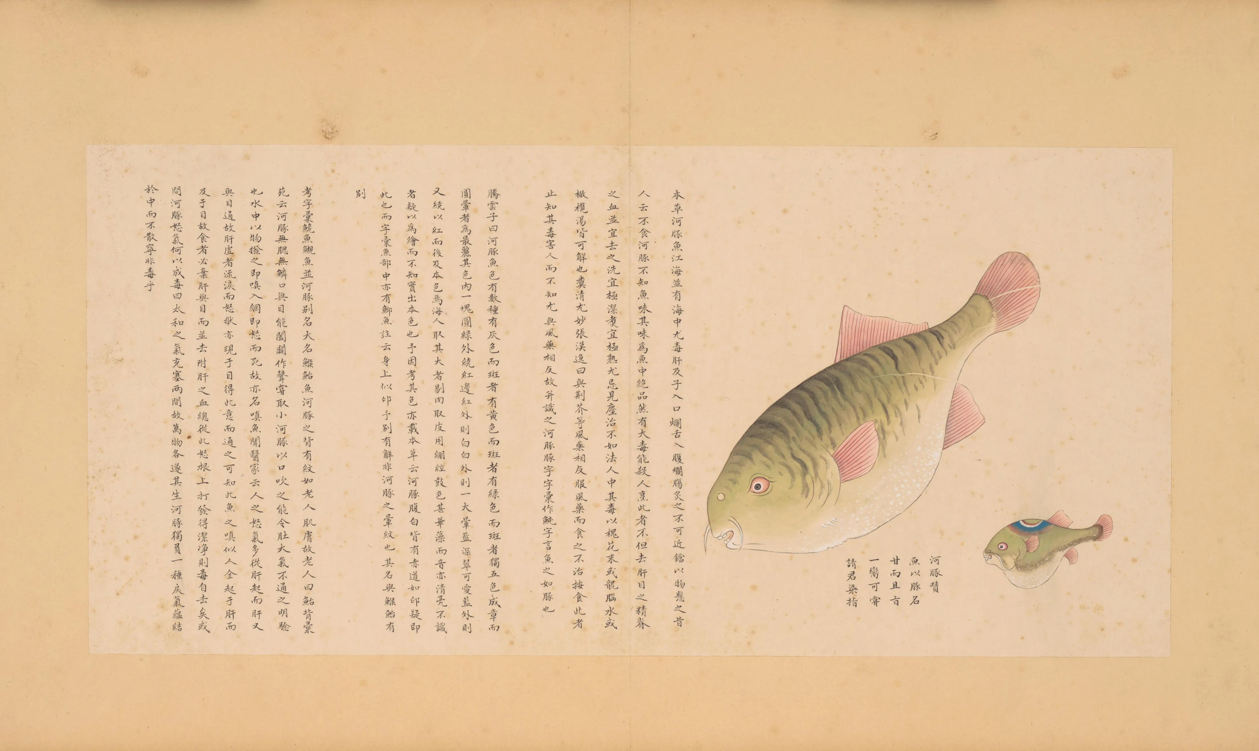 河豚