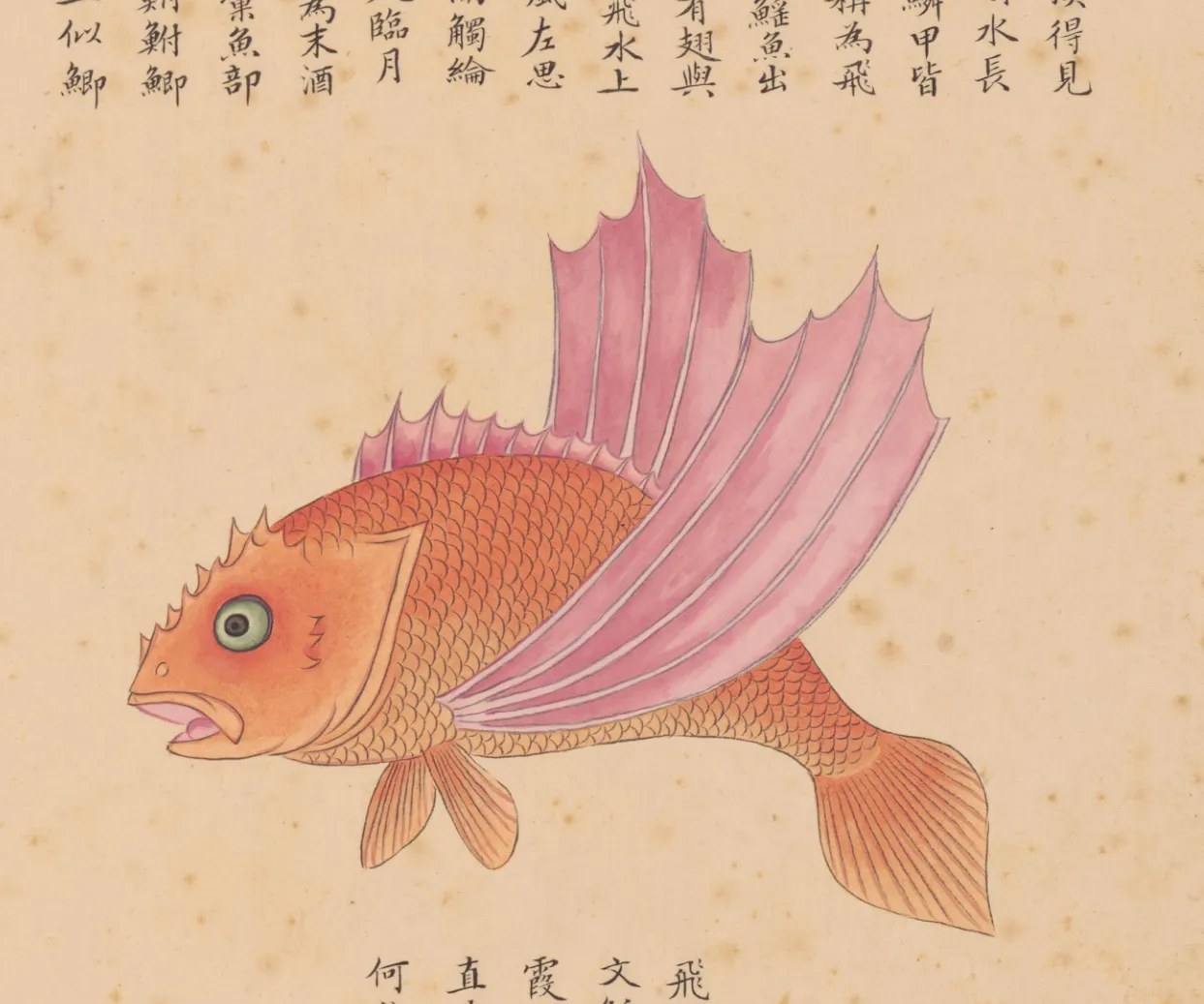 飞鱼