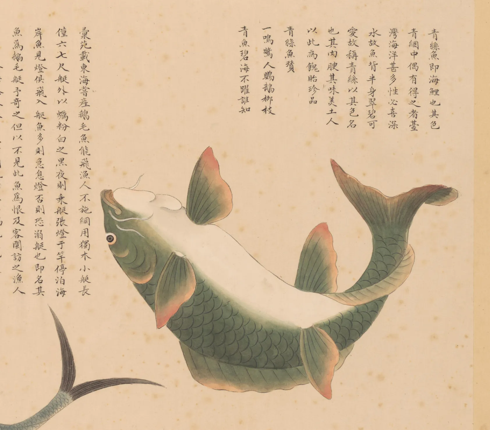 青鲋