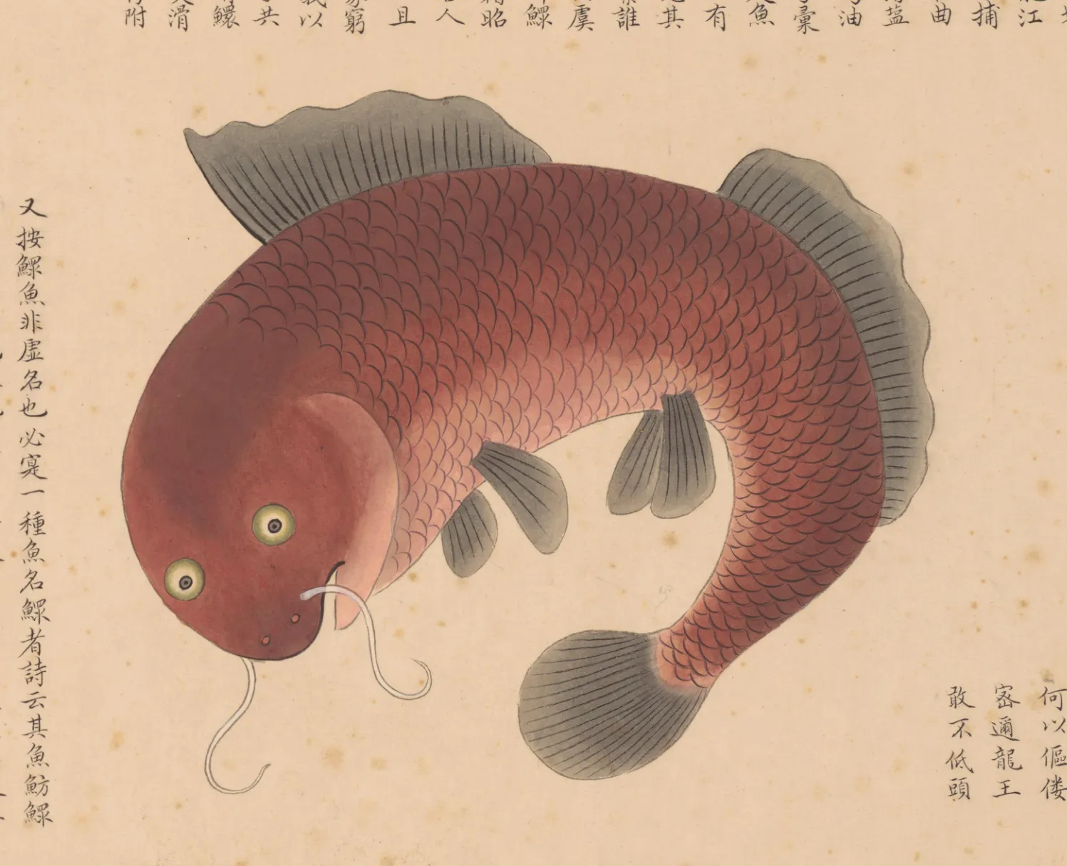 鳂鱼