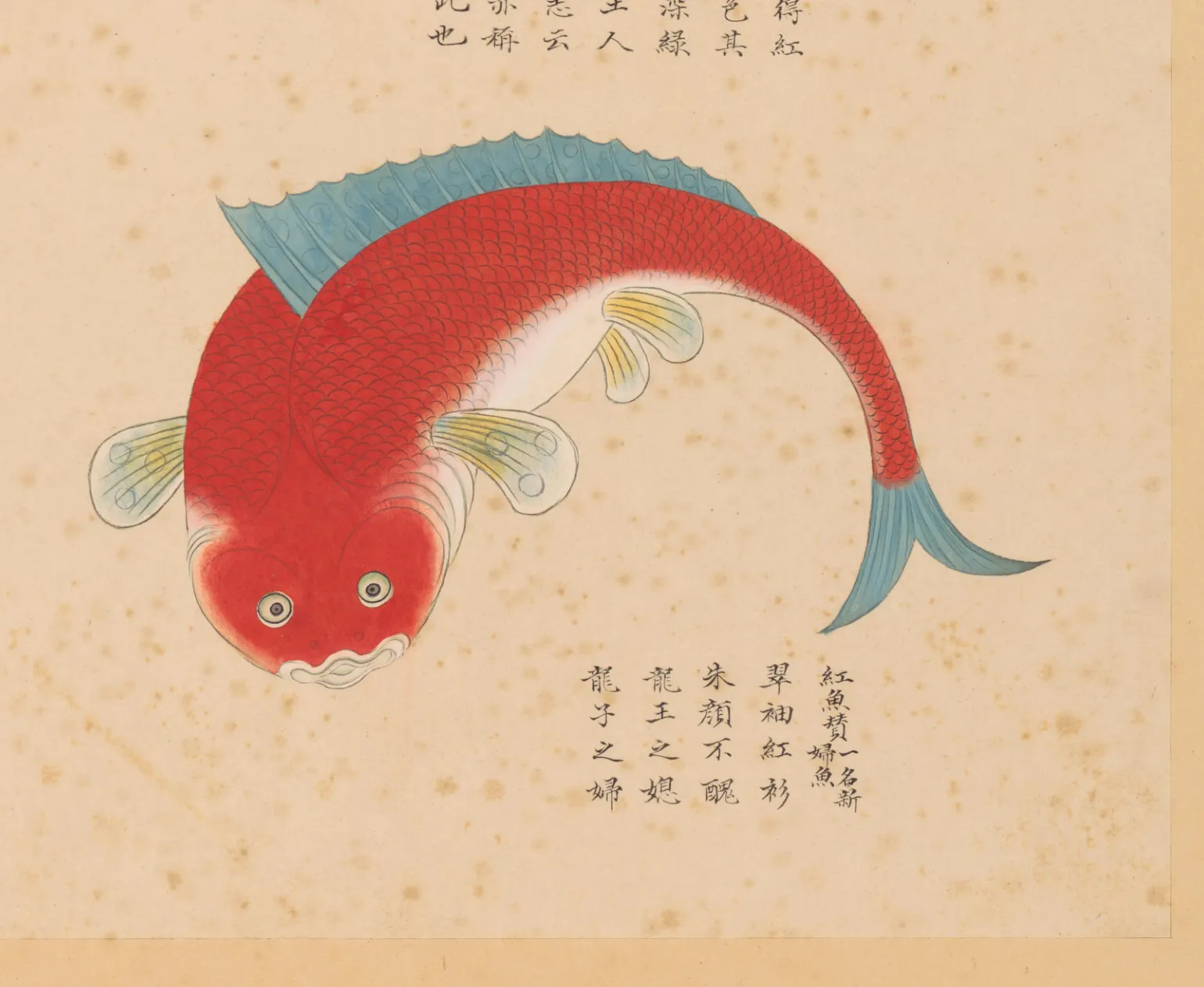 红鱼