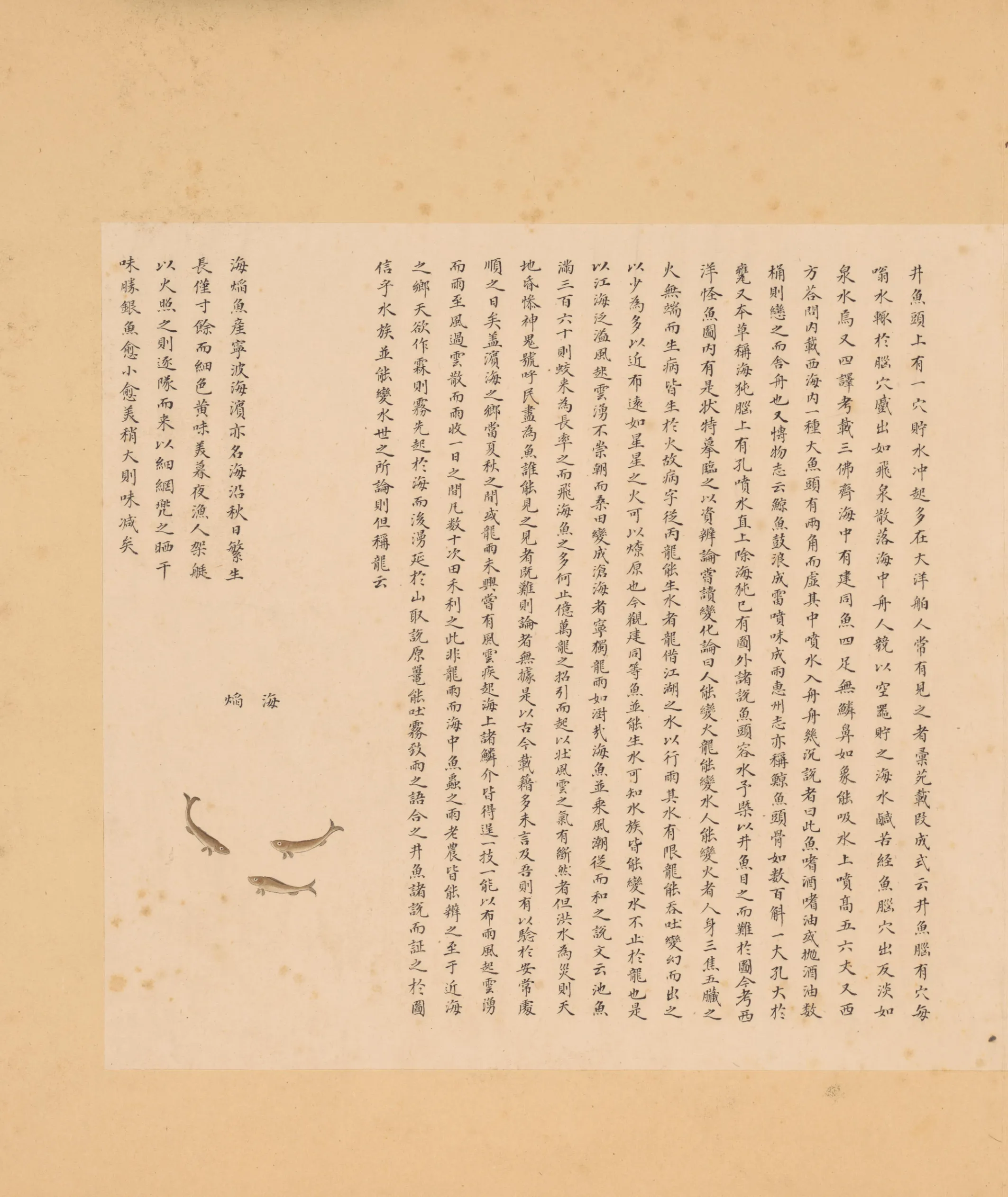 海鱵