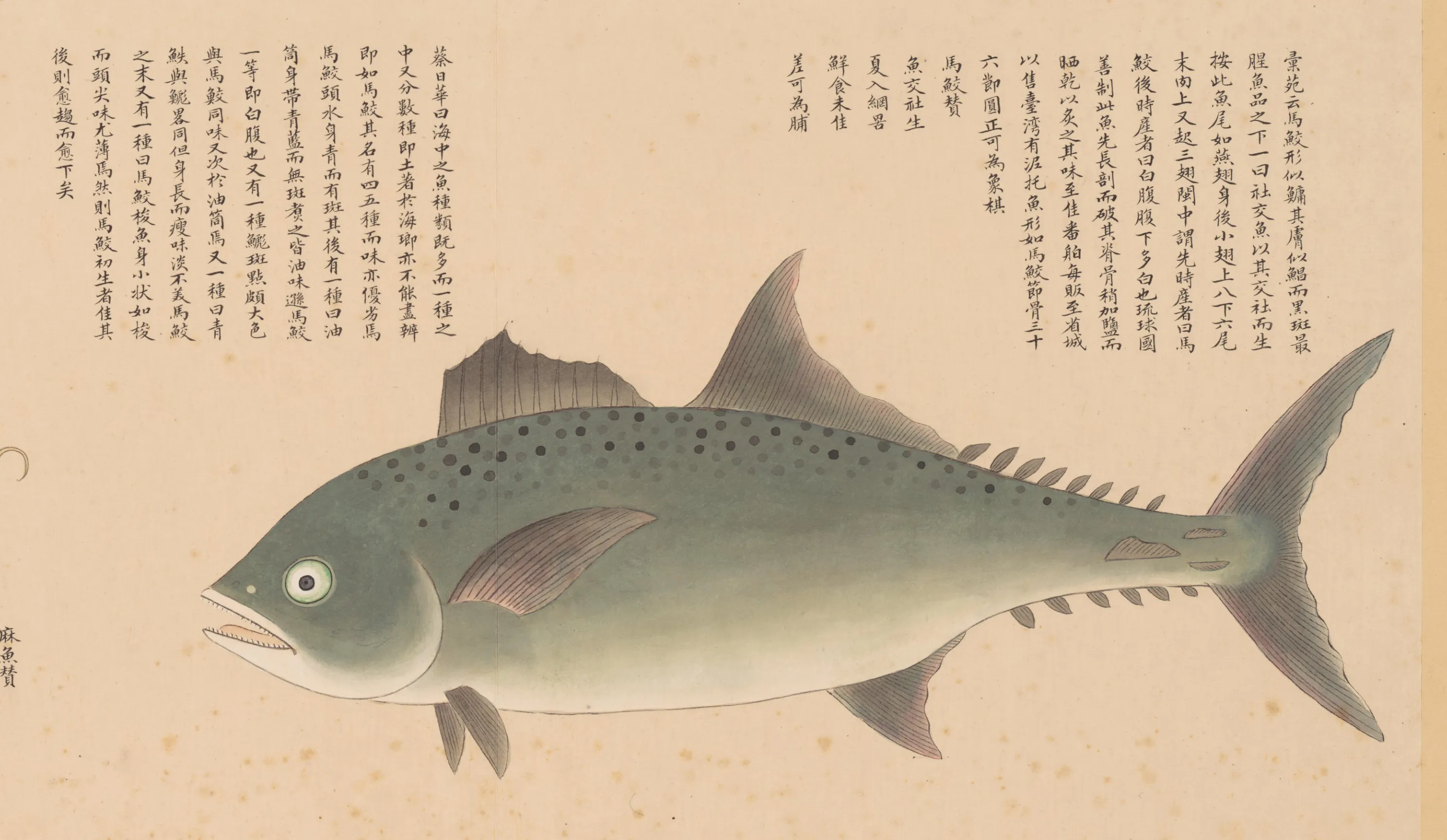 马鲛鱼