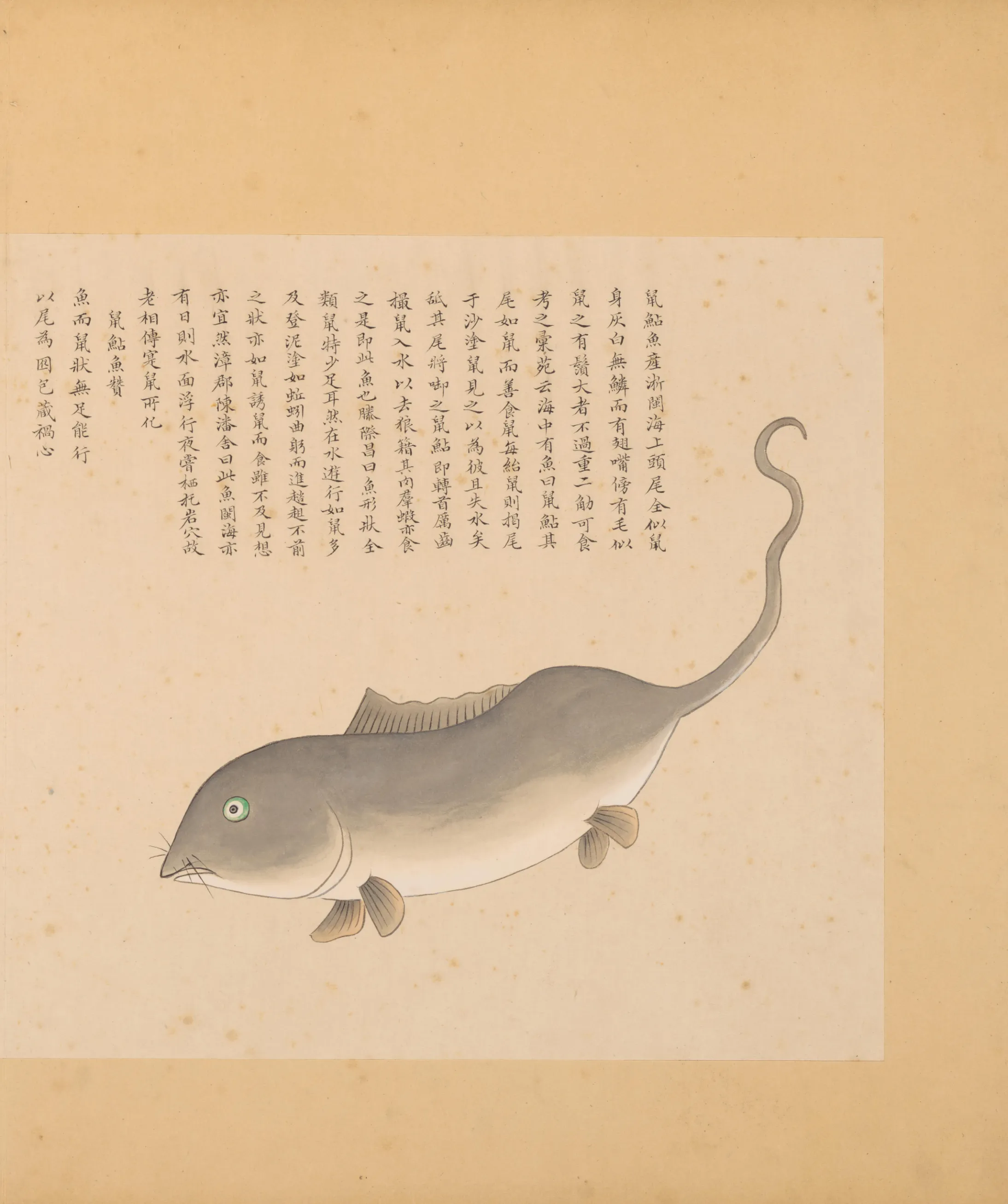 鼠鲇鱼