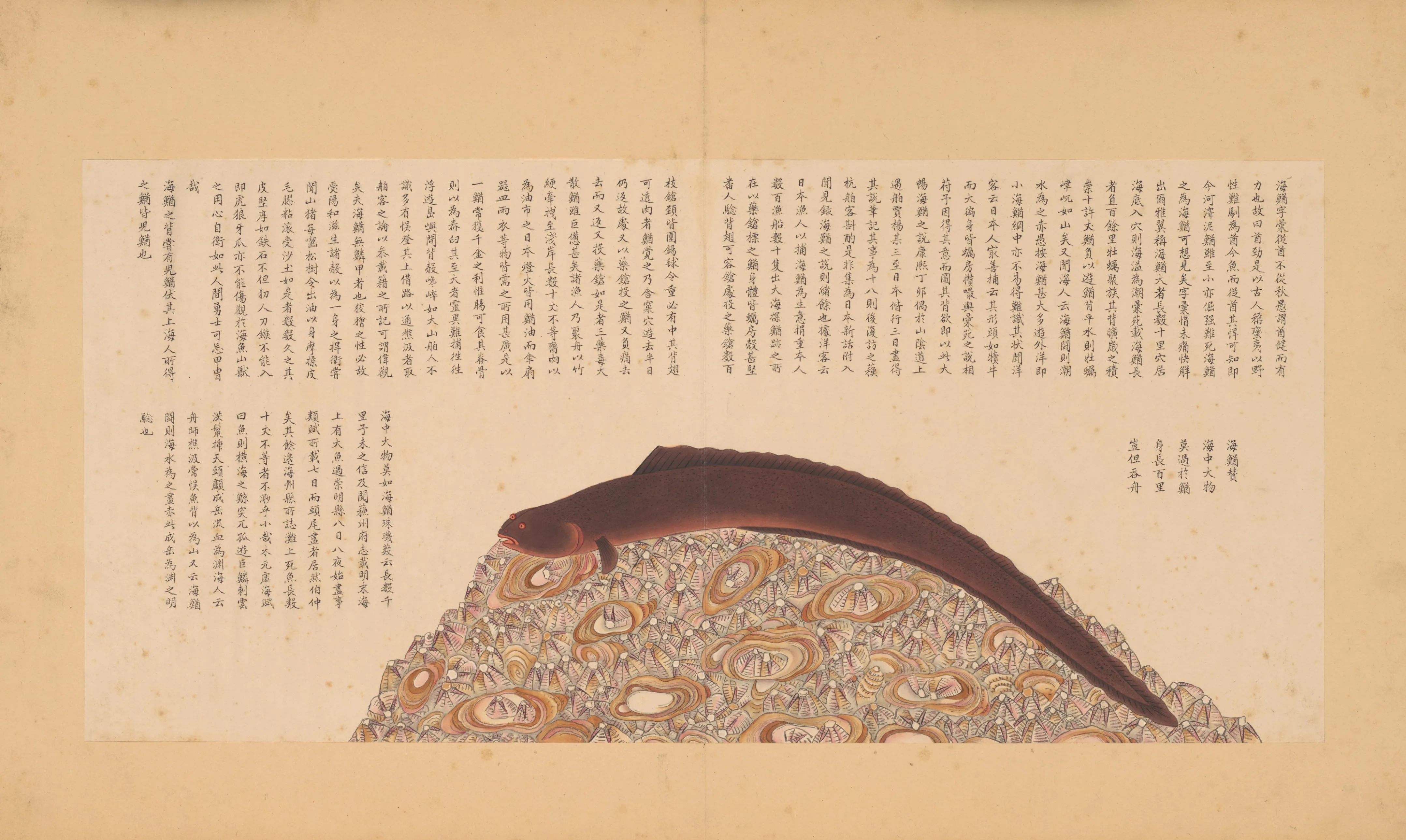 海翁