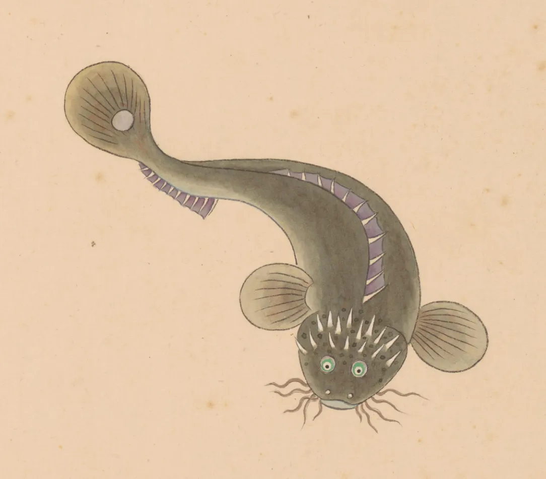刺鲇