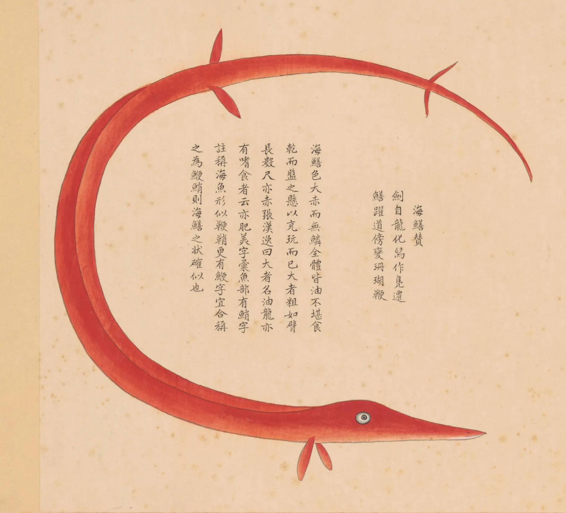 海鳝