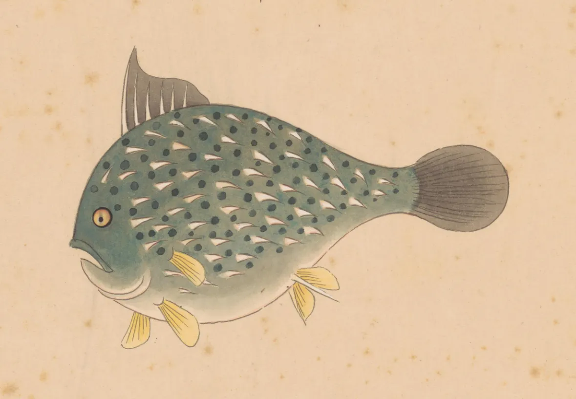 刺鱼
