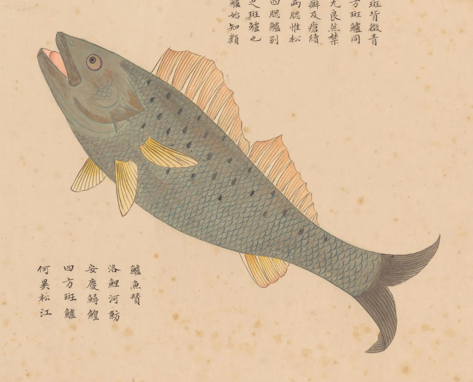 鲈鱼
