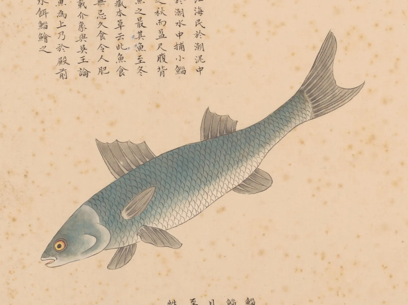 鲻鱼