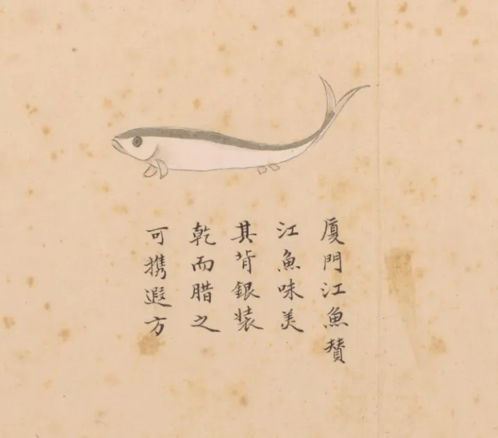 江鱼