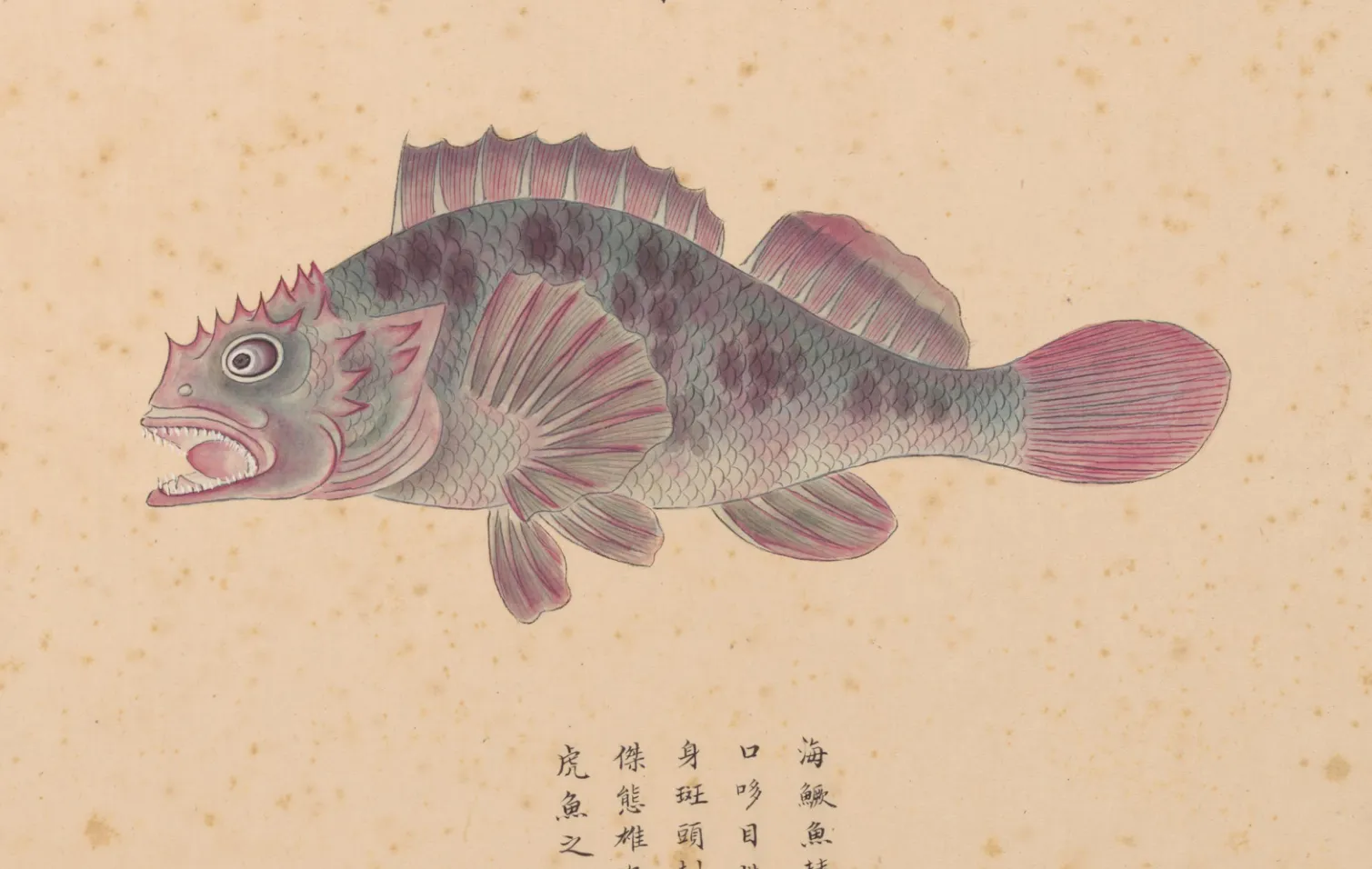 海鳅鱼