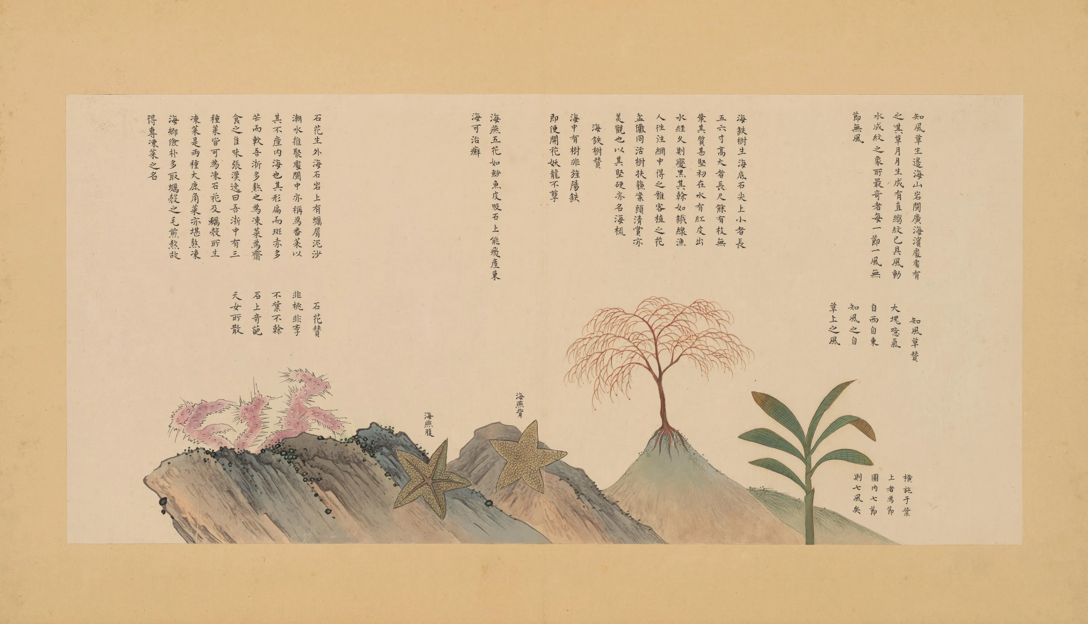 珊瑚树