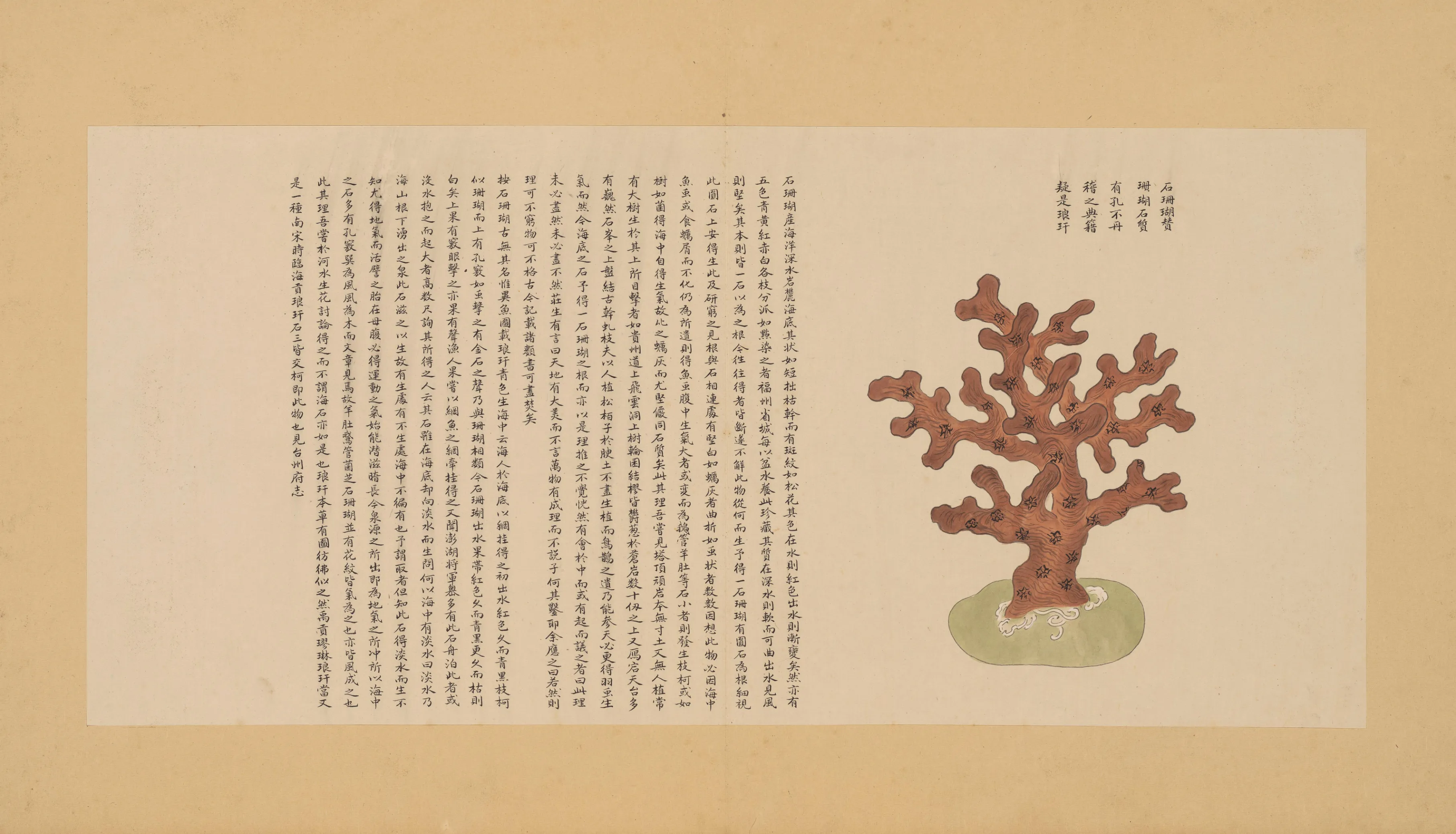 海葵