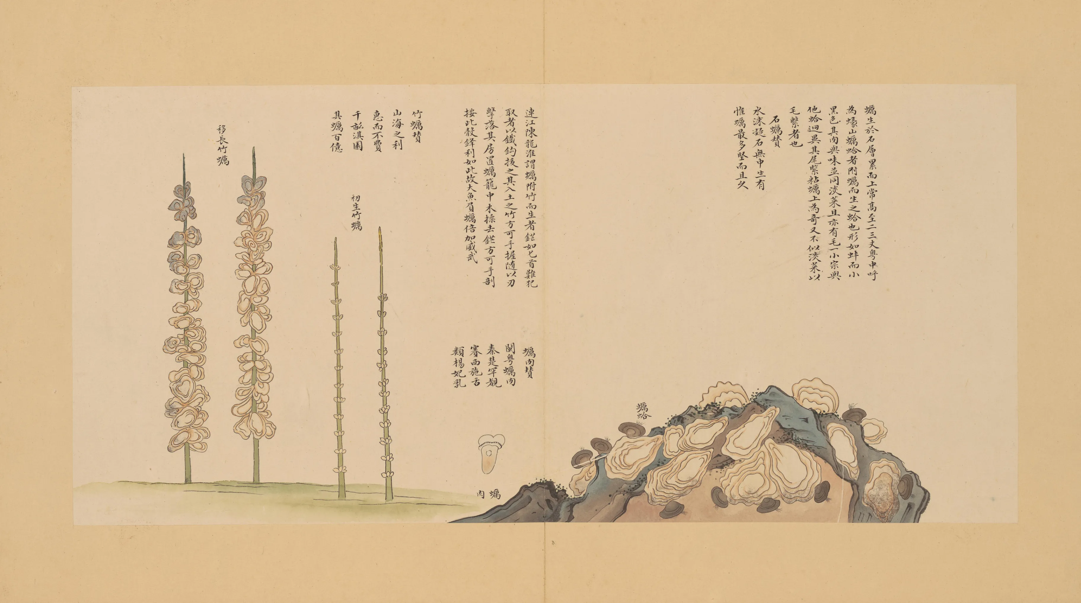 石花菜
