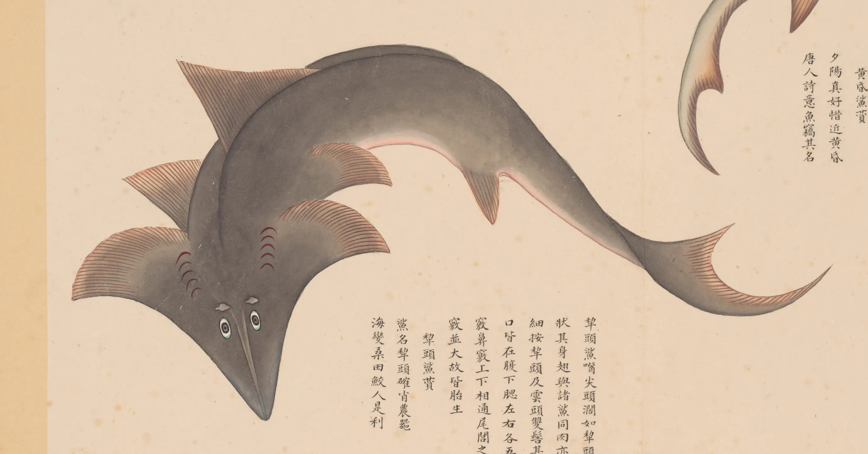 犁头鲨