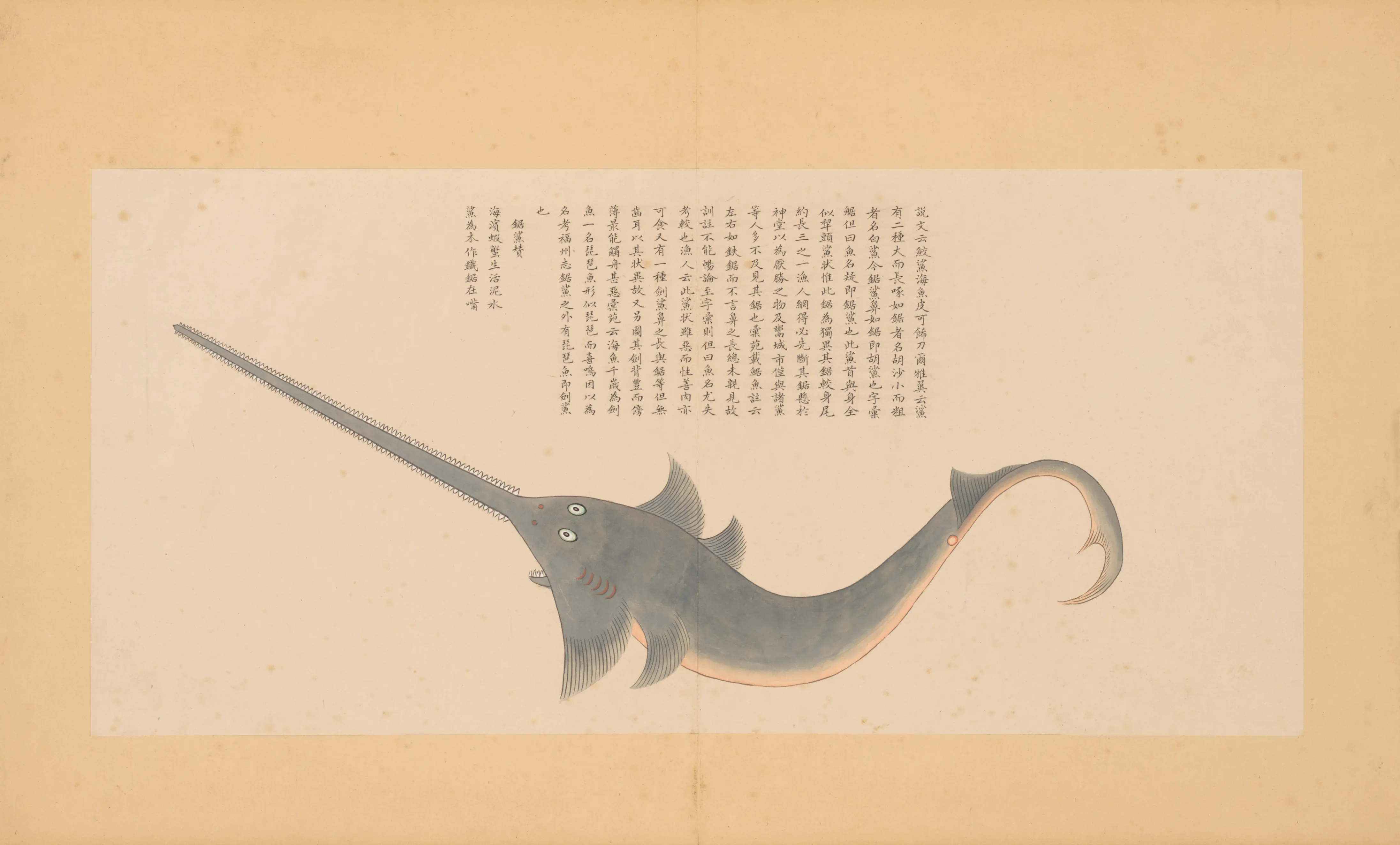 锯鲨