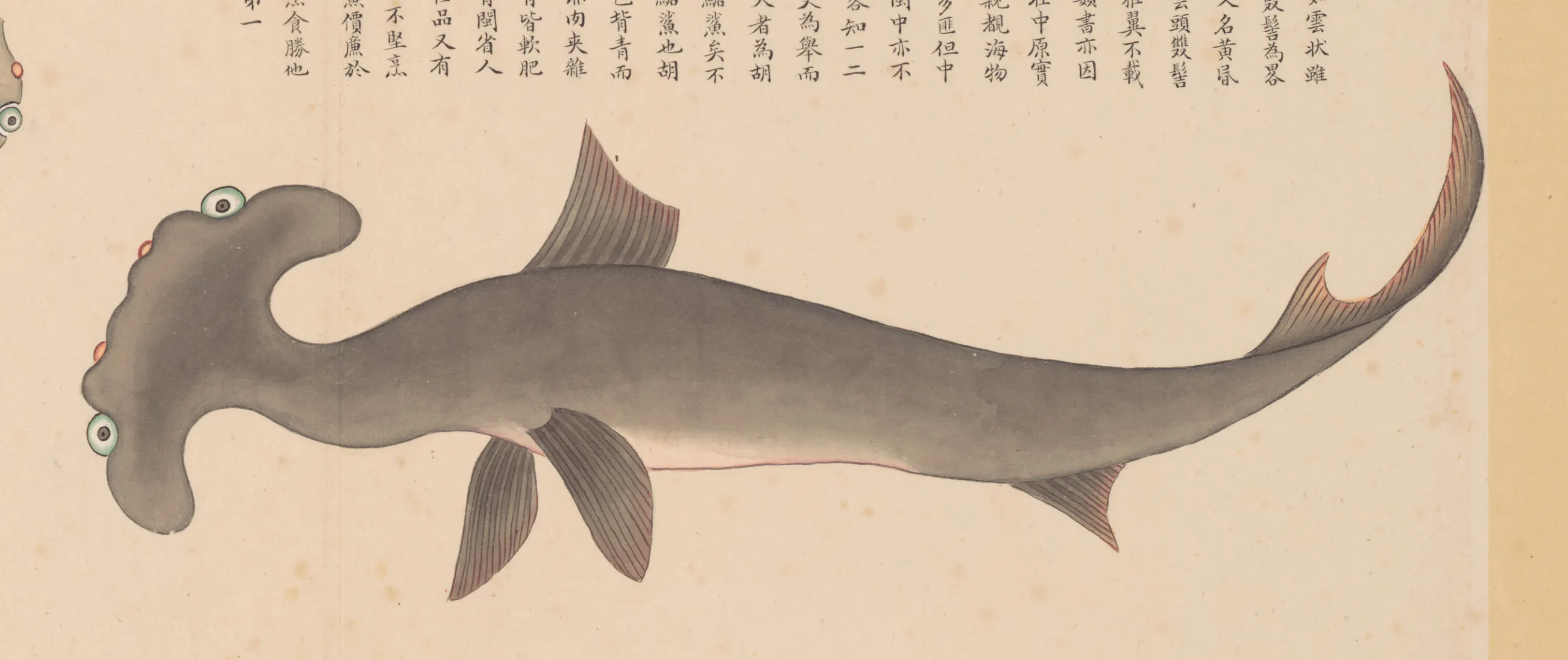 云头鲨
