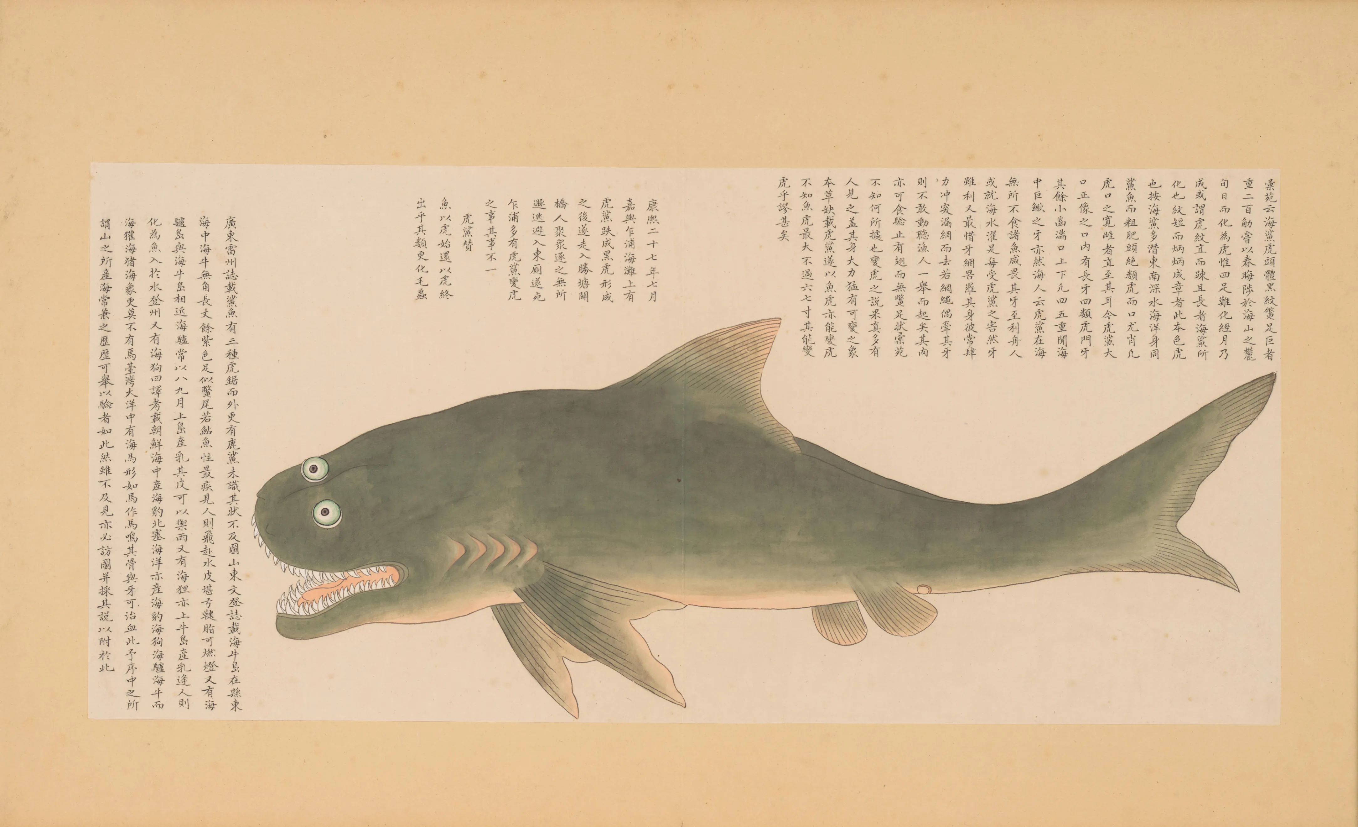 虎鲨