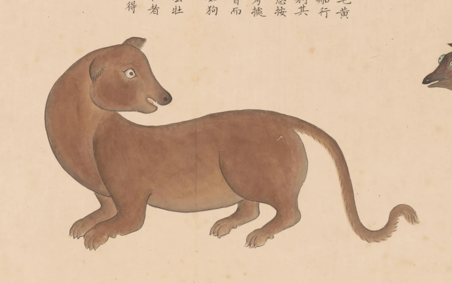 海狗