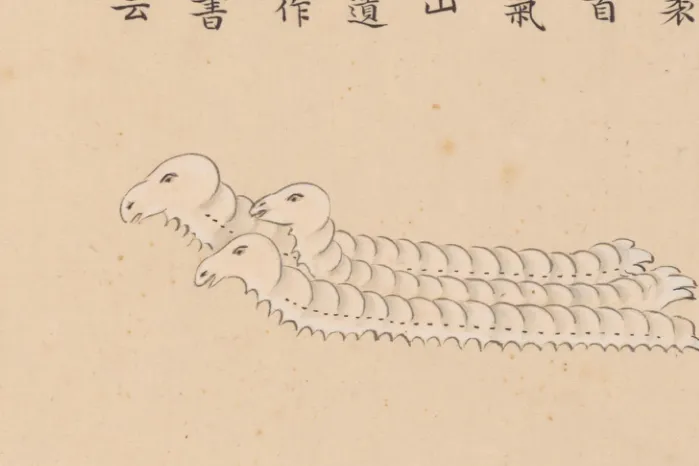 海蚕