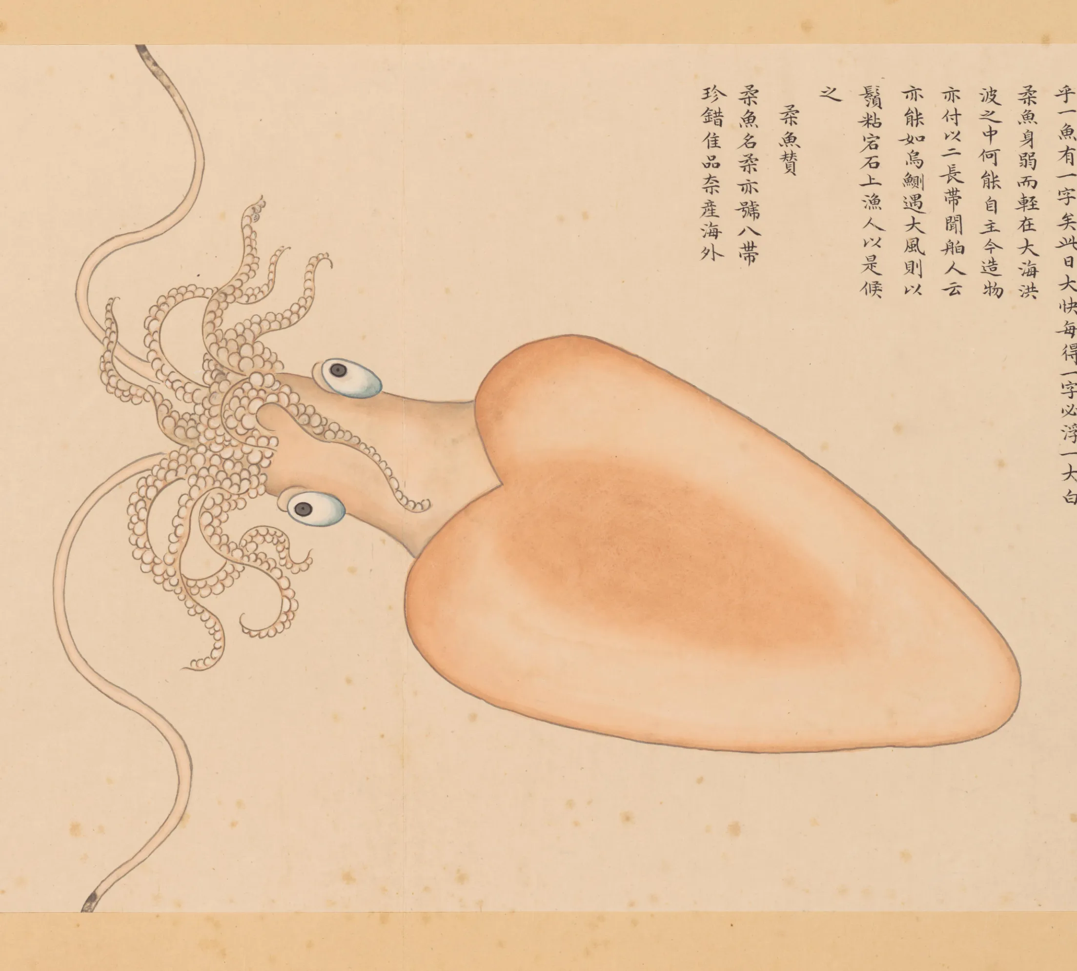 桑鱼