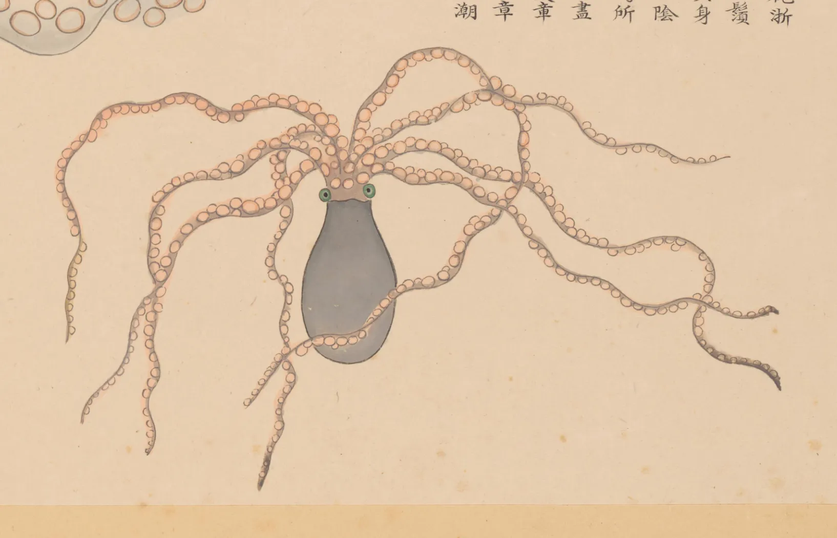 章鱼